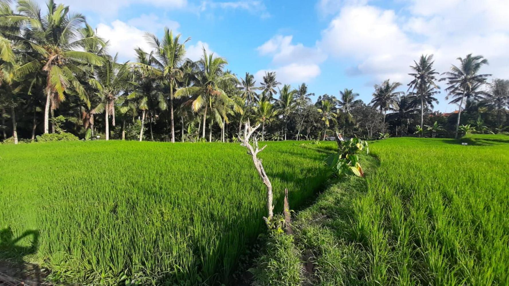 As I Am Ubud Retreat Екстер'єр фото
